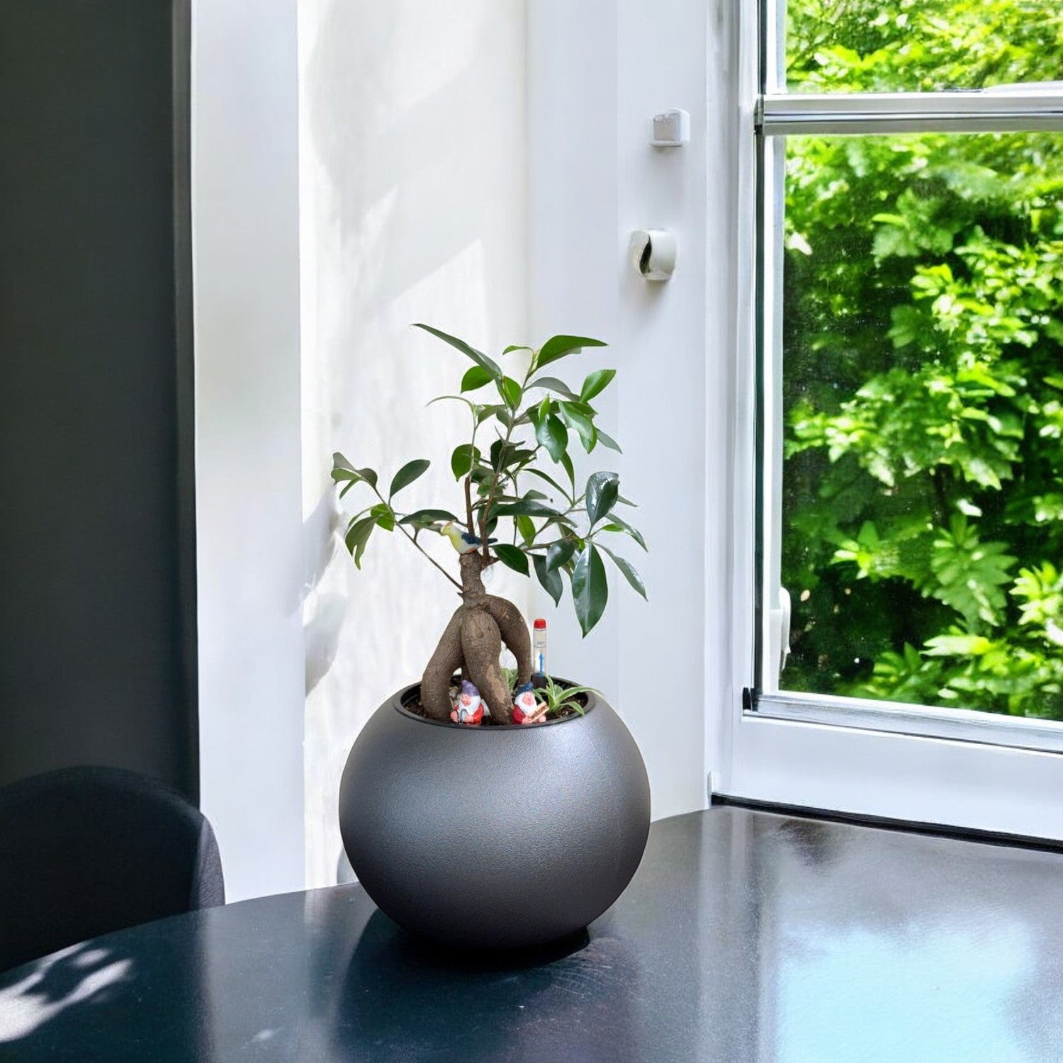 Bonsai-1028M - Segol