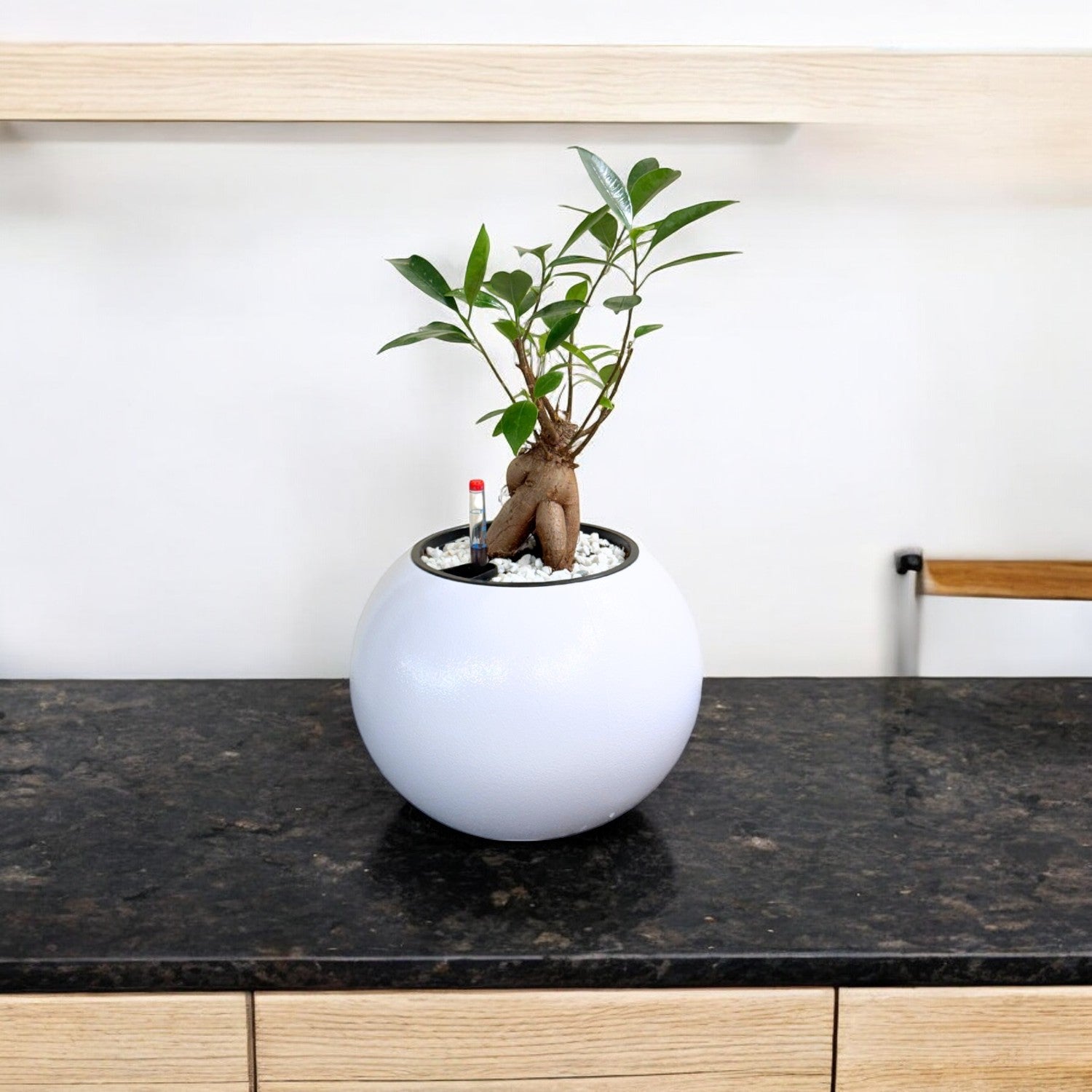 Bonsai-1028M - Segol