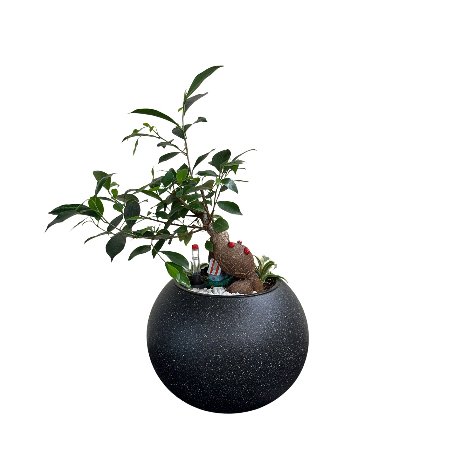 Bonsai-1028M - Segol
