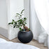 Bonsai-1028M - Segol