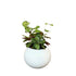 Calathea, Makoyana-GL 1028M - Segol