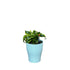 Dracaena, Yellow Tornado-MA 1011 - Segol