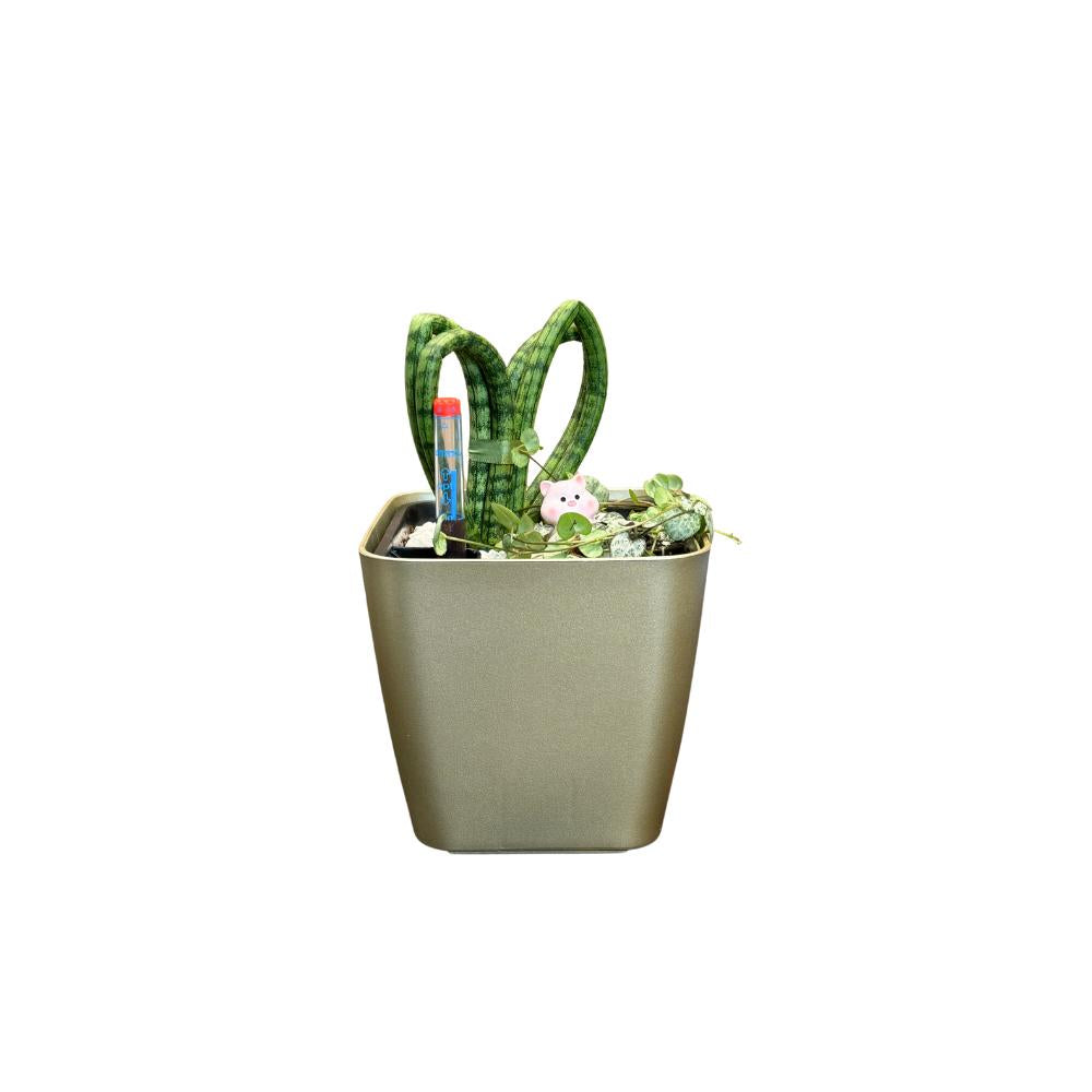 Sansevieria & vines in GL1012 gold planter with water indicator