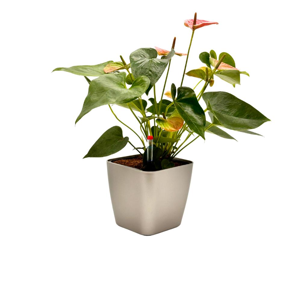 Anthurium plant in GL1012 white self-watering glossy planter