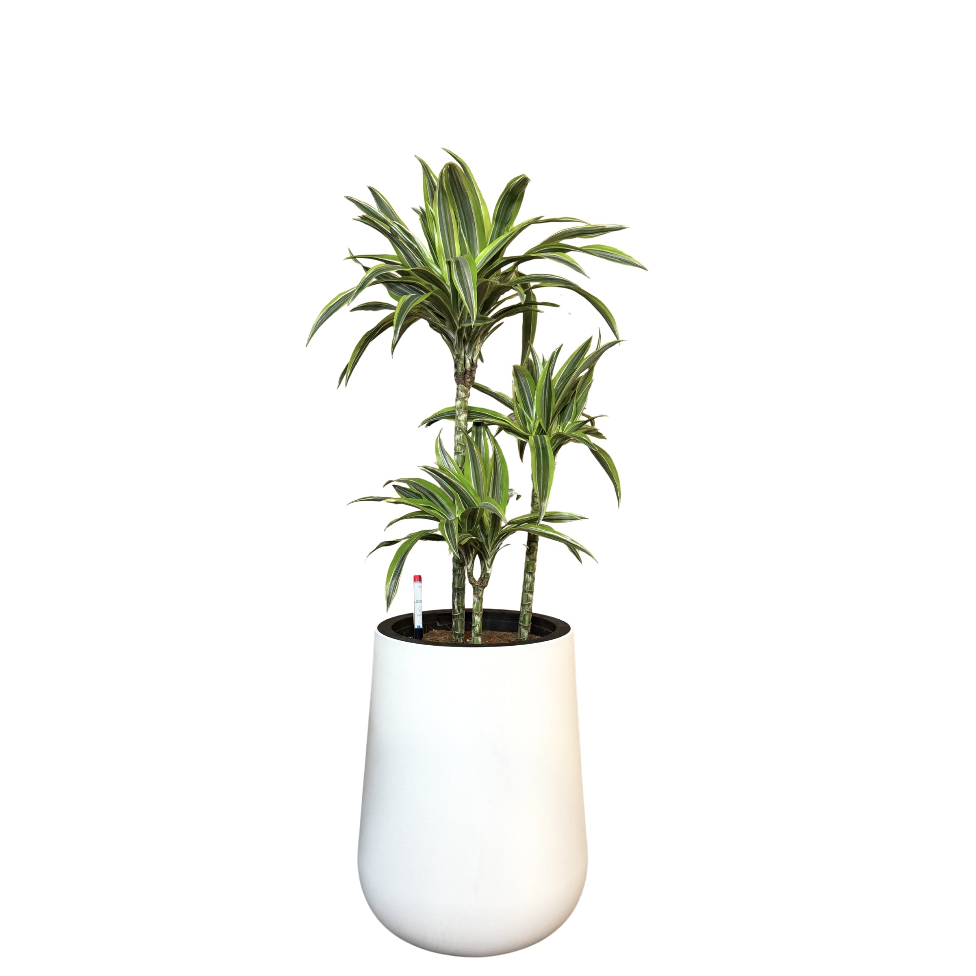 MA 1020 - Segol