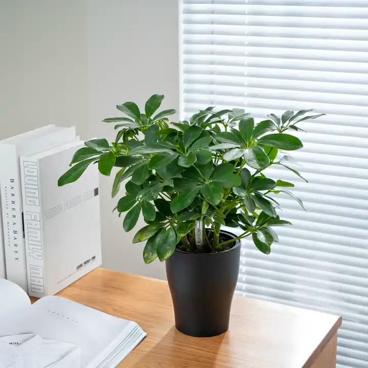 Sleek black matte planter with healthy green houseplant inside