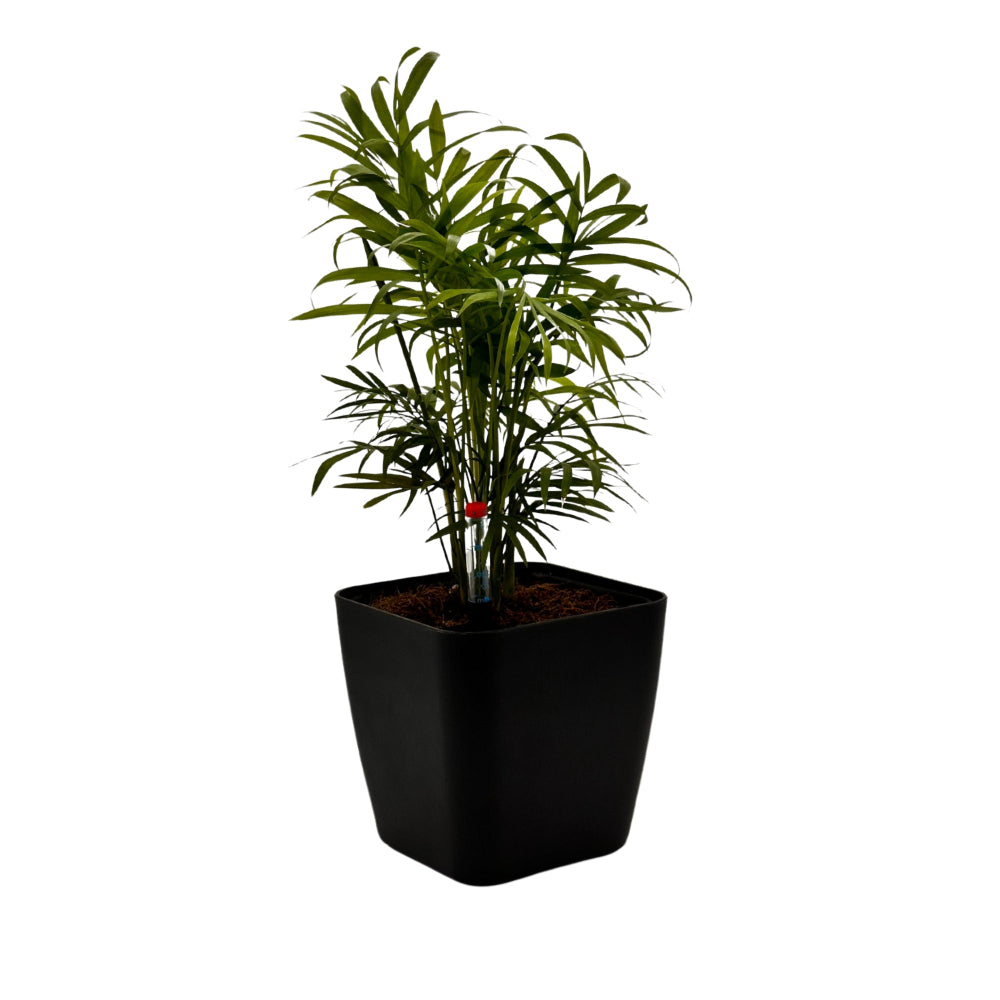 Matte black planter with indoor palm tree in self-watering pot