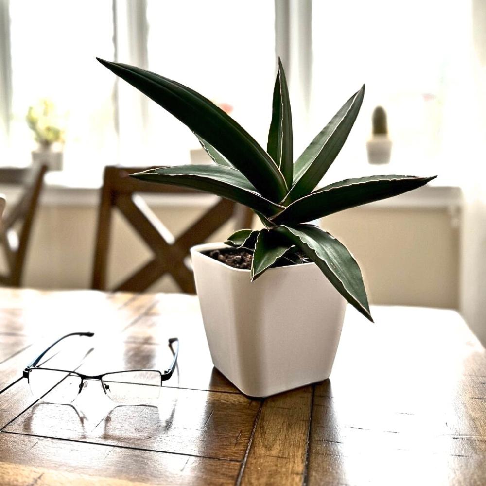 White self-watering plant pot on wooden table with agave and glasses