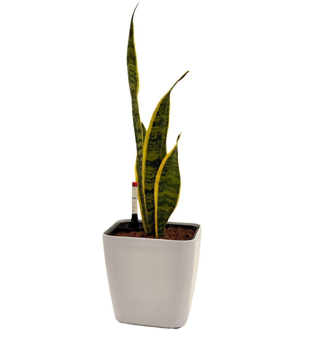 White self-watering indoor planter with snake plant (Sansevieria)