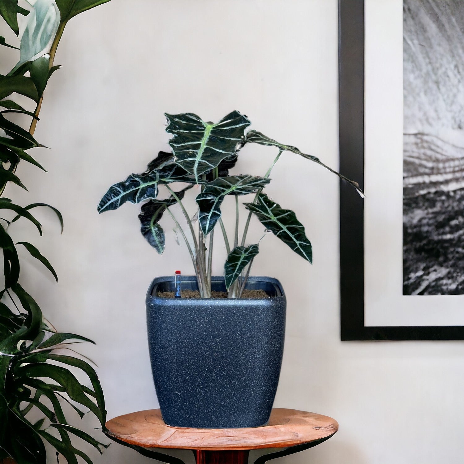 Alocasia-SB 1013M - Segol