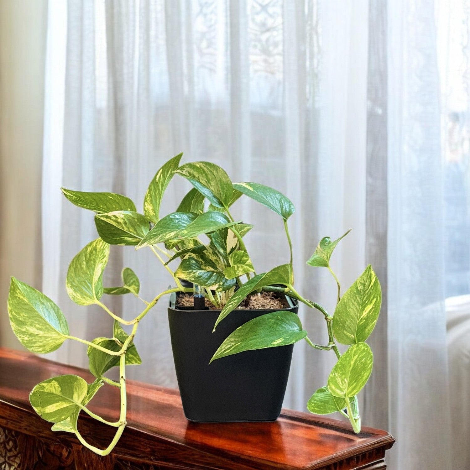 GL 1012 Self-Watering Square Modern Pot - Segol
