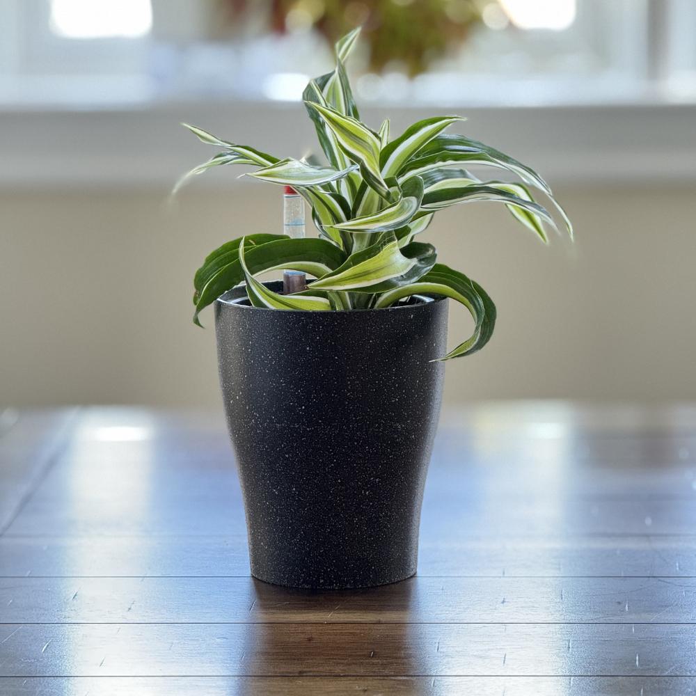 Black matte self-watering plant pot with dracaena – perfect for home or office decor.