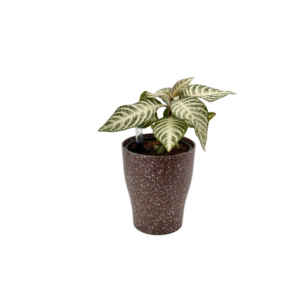 Decorative red sandblasting self-watering planter with vibrant foliage indoor plant.