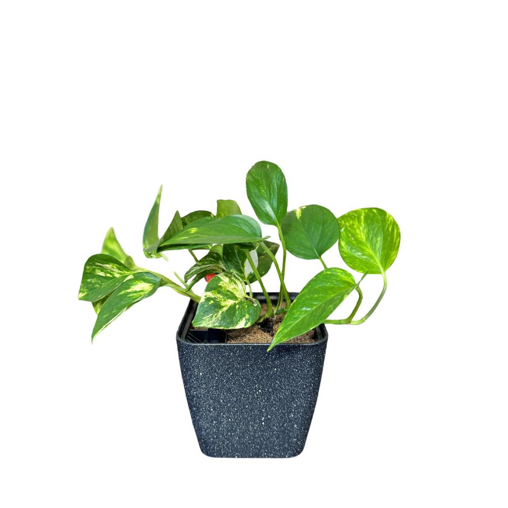 Stylish black self-watering pot with pothos plant for home and office
