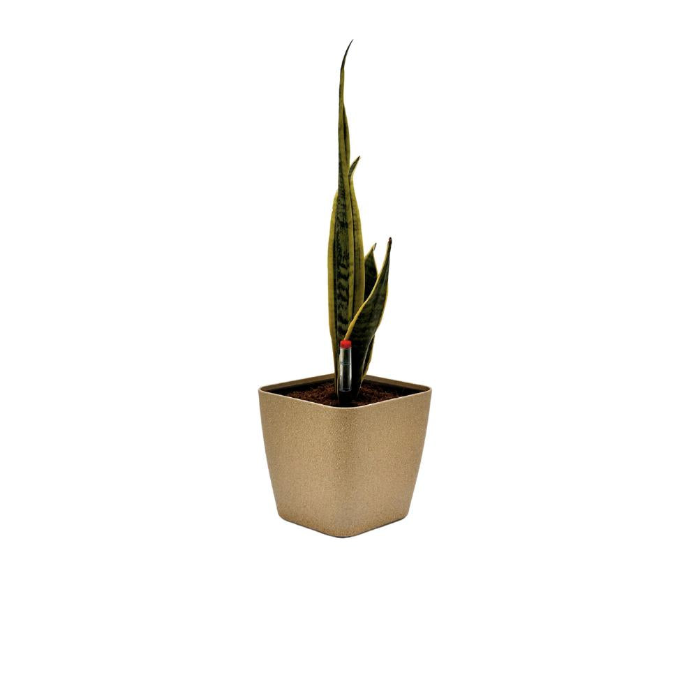 Gold SB1012 flower pot with snake plant, self-watering setup
