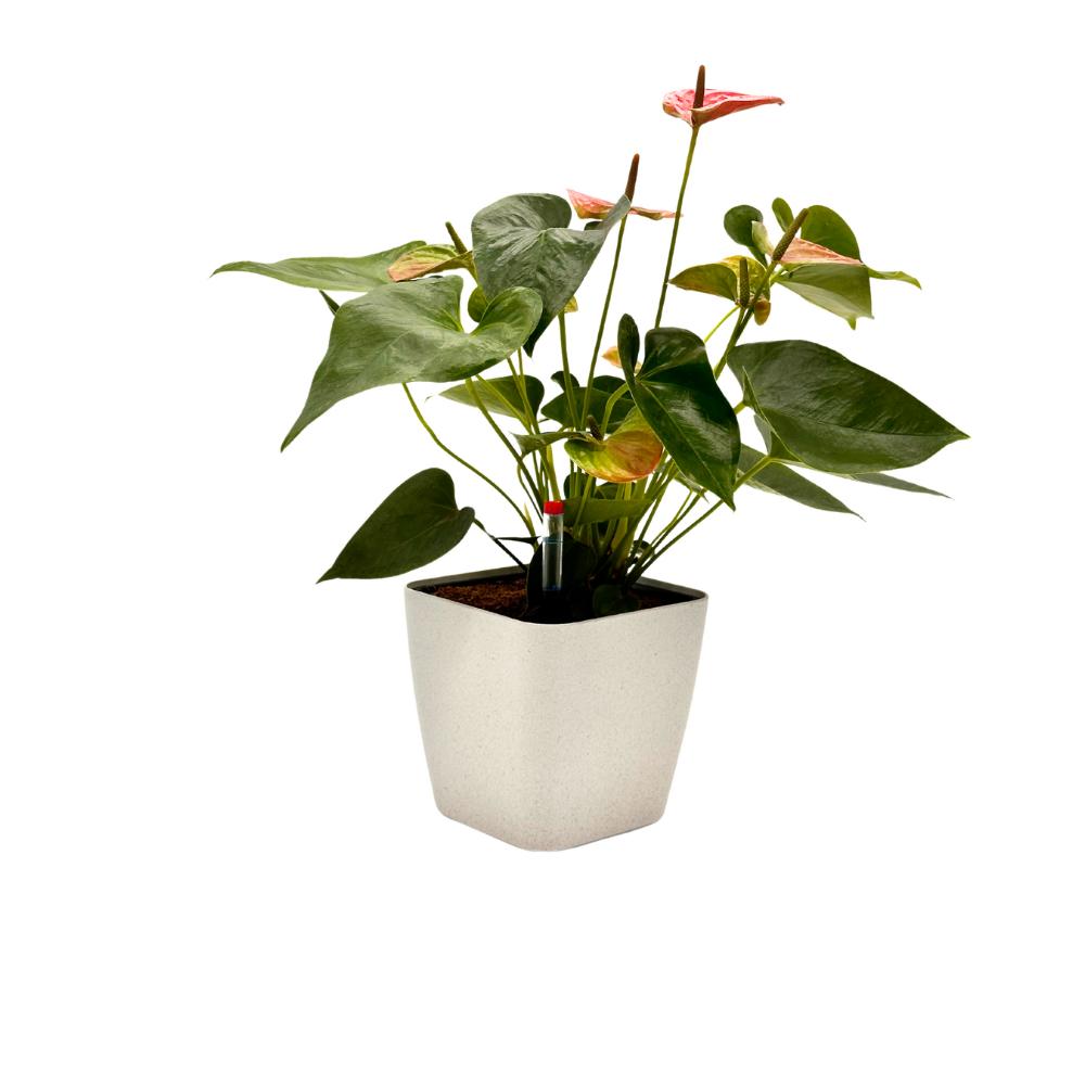 White SB1012 flower pot with Anthurium, perfect for indoor decor
