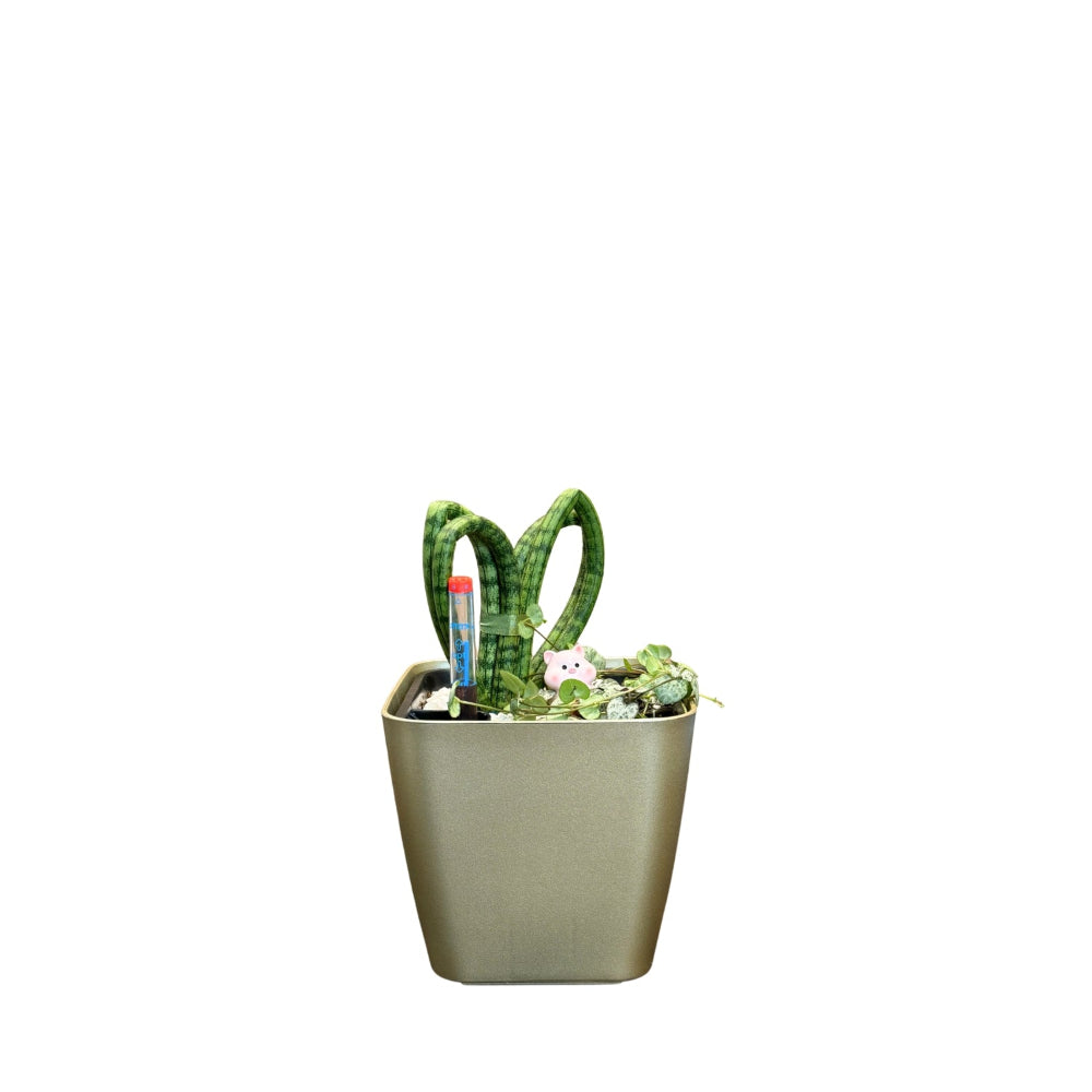 Sansevieria, Hearts-GL 1012 - Segol