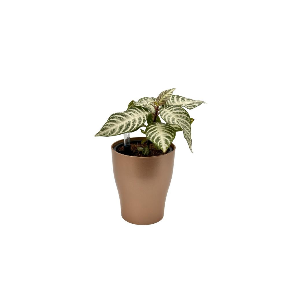 Copper color self-watering planter with green houseplant – glossy indoor decorative plant pot with water level indicator