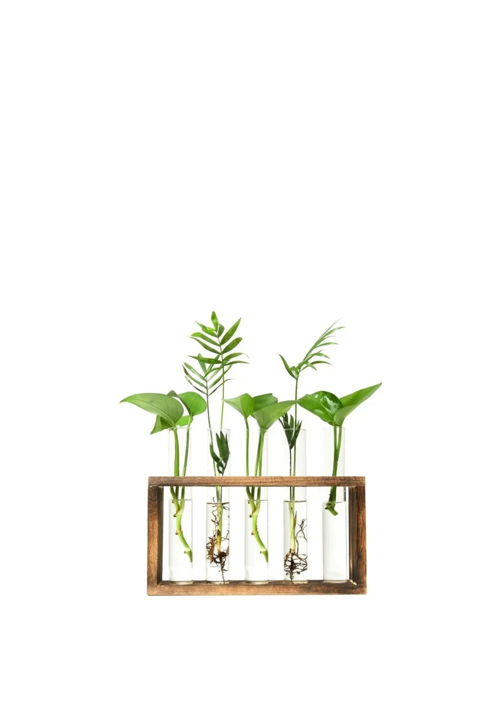 Wood Frame Transparent Glass Vase - Segol
