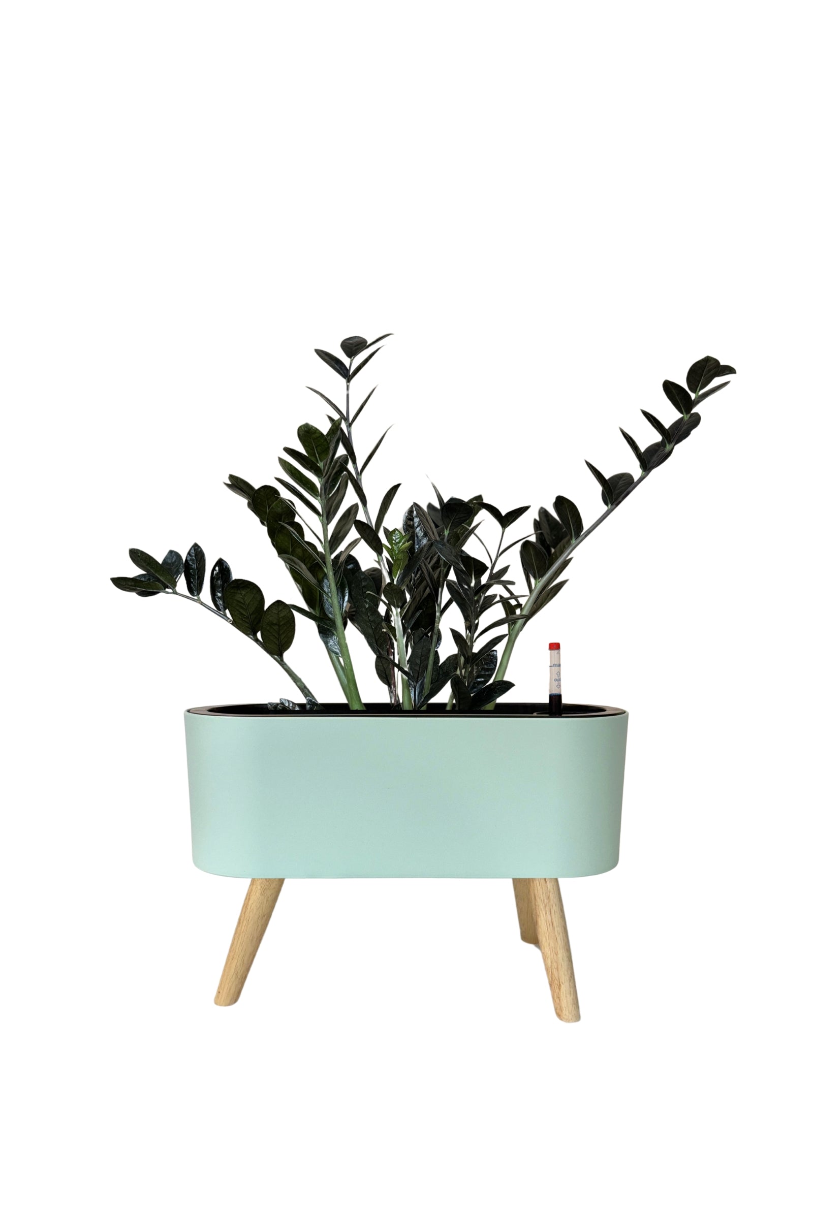 MA 1029 - Segol