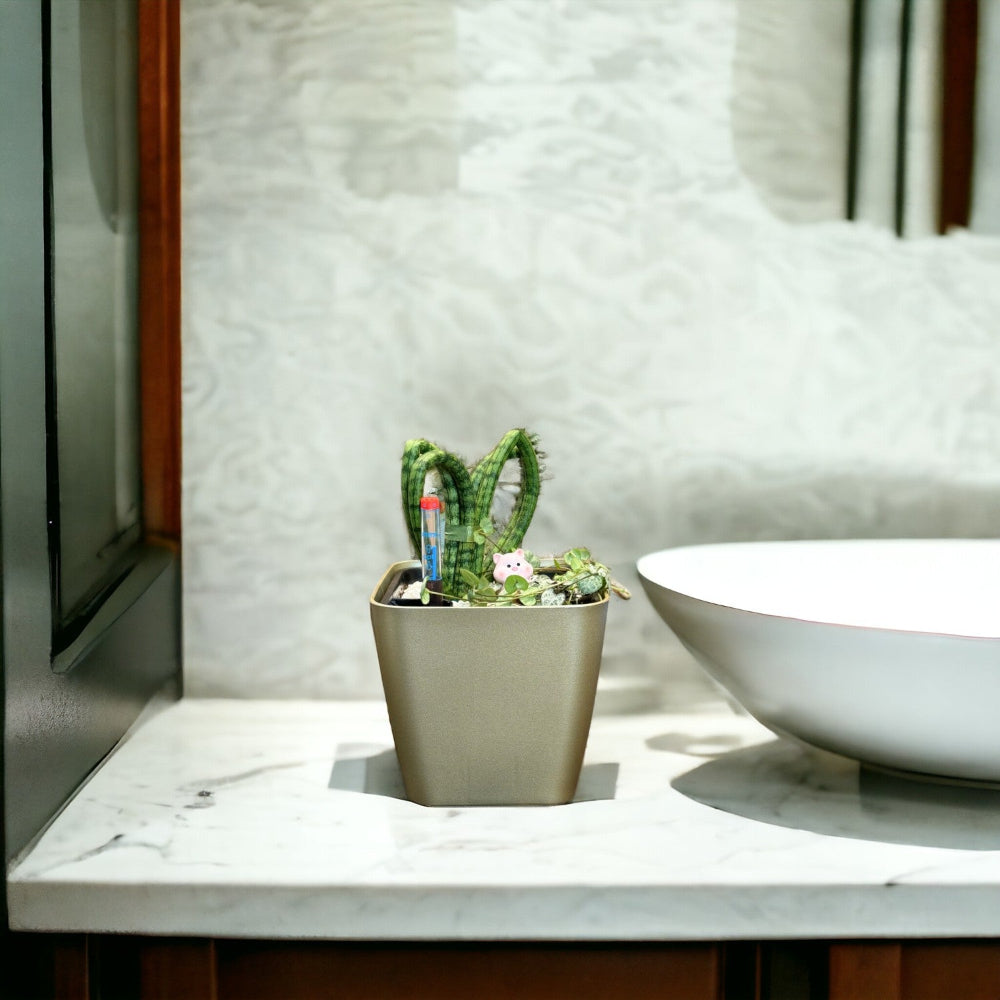 Sansevieria, Hearts-GL 1012 - Segol