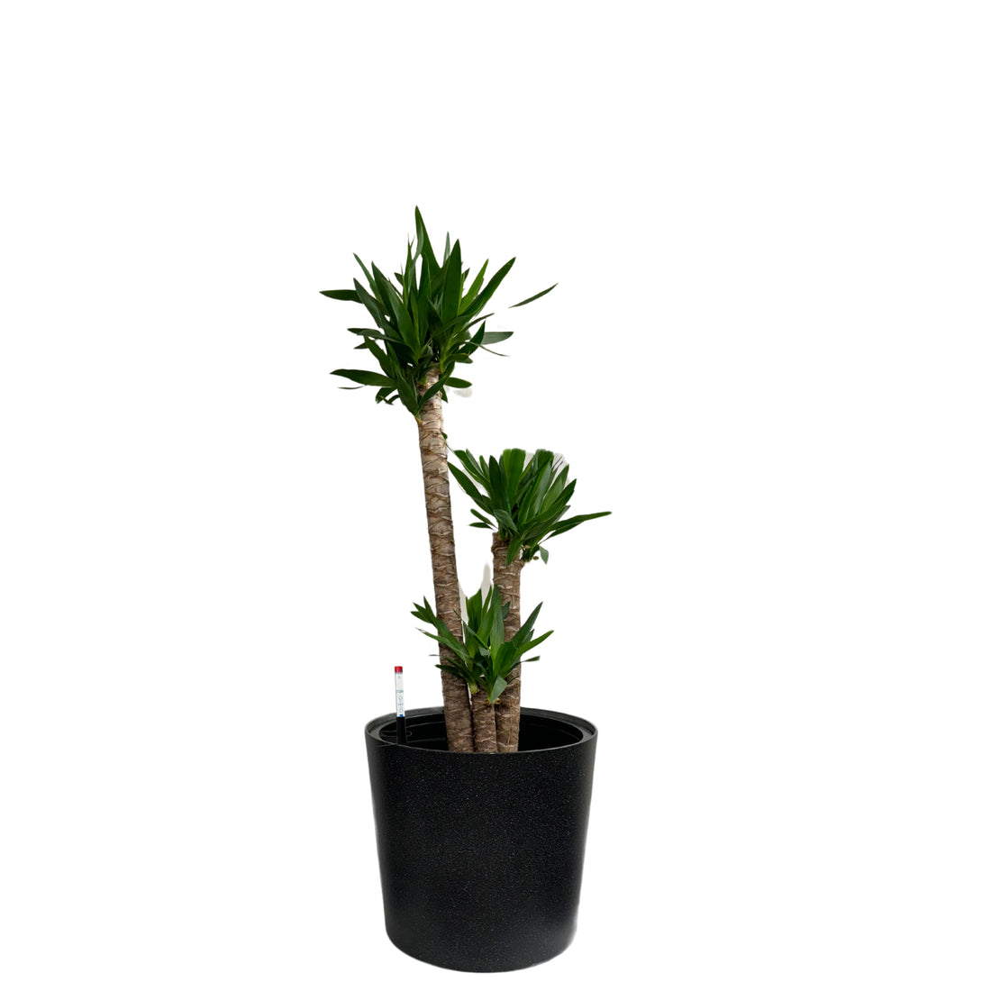 SB 1021 - Segol
