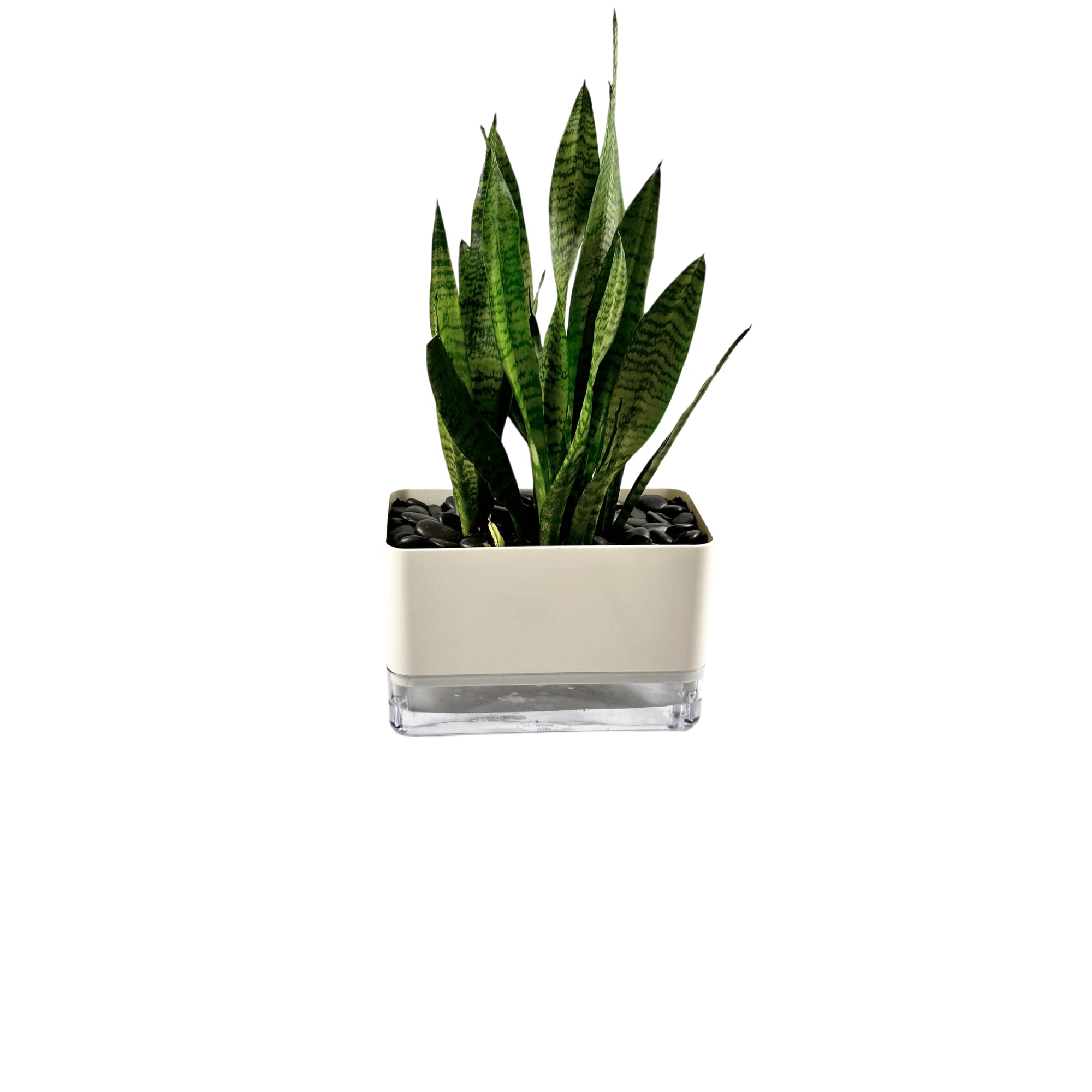 TB 1101 - Segol