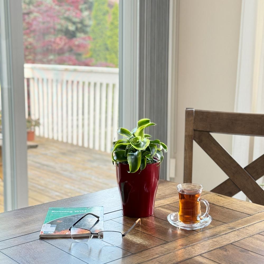Glossy red self-watering plant pot on wooden table – indoor greenery beside tea glass and book in natural light