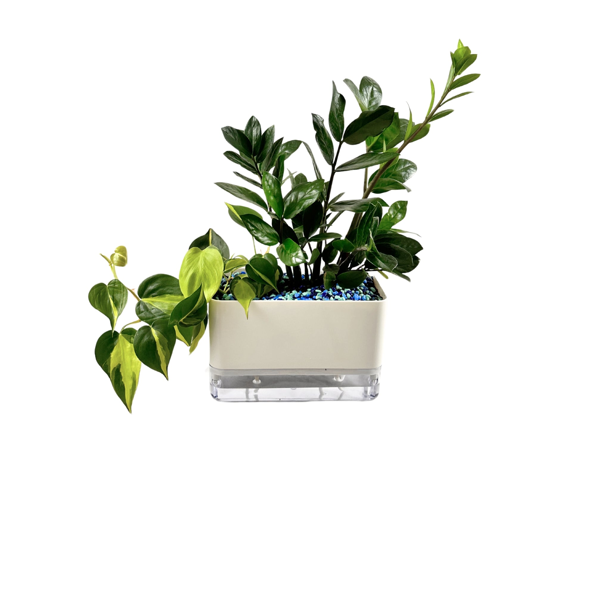 TB 1101 - Segol