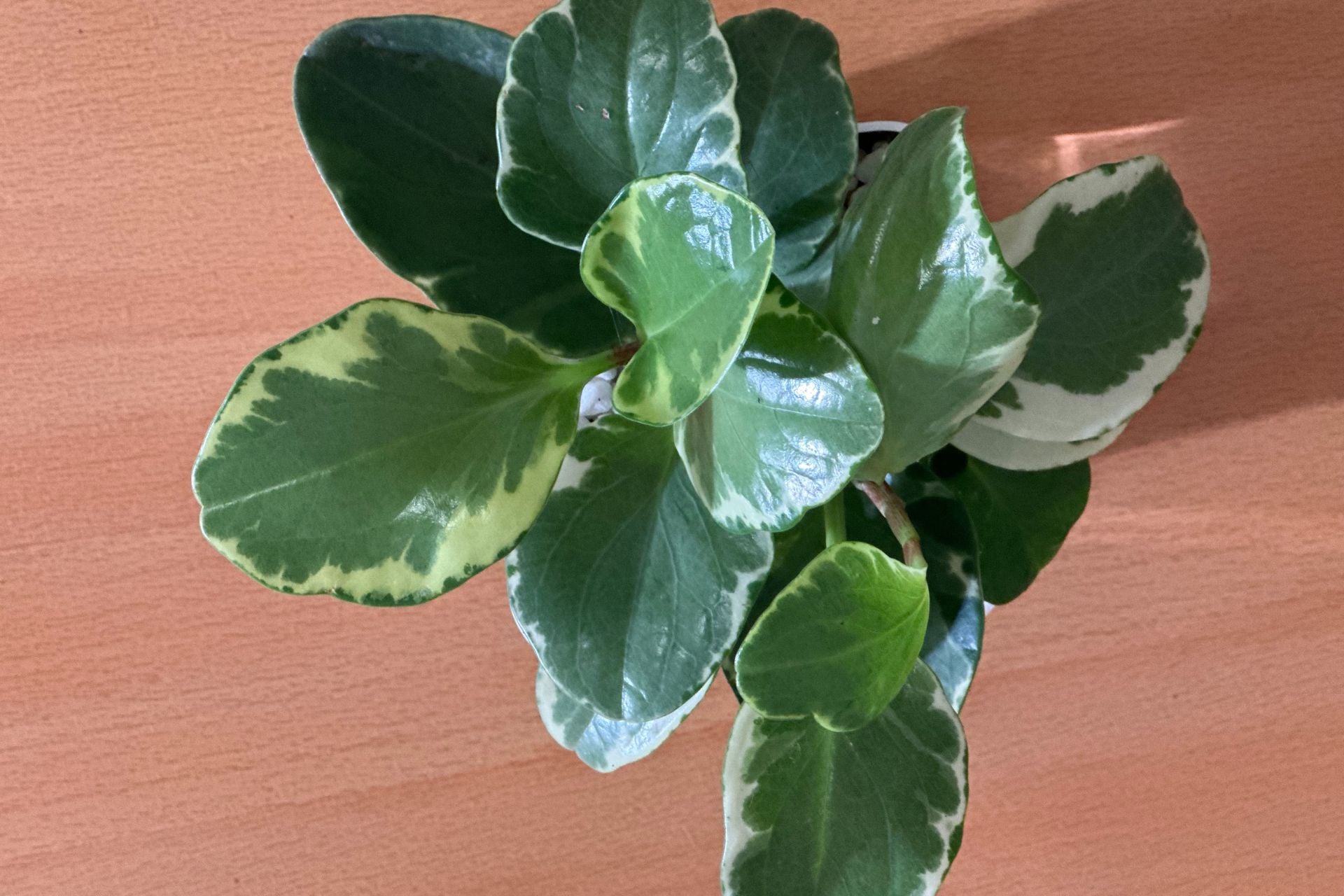 Plant Care: Peperomia