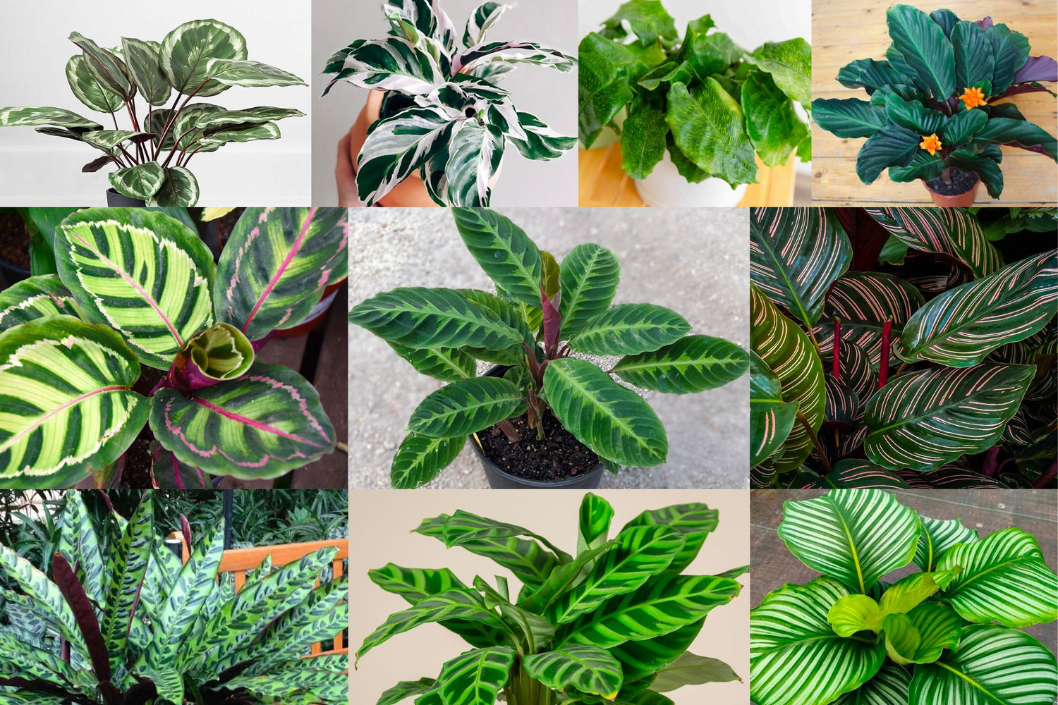 Plant Variety: Calathea