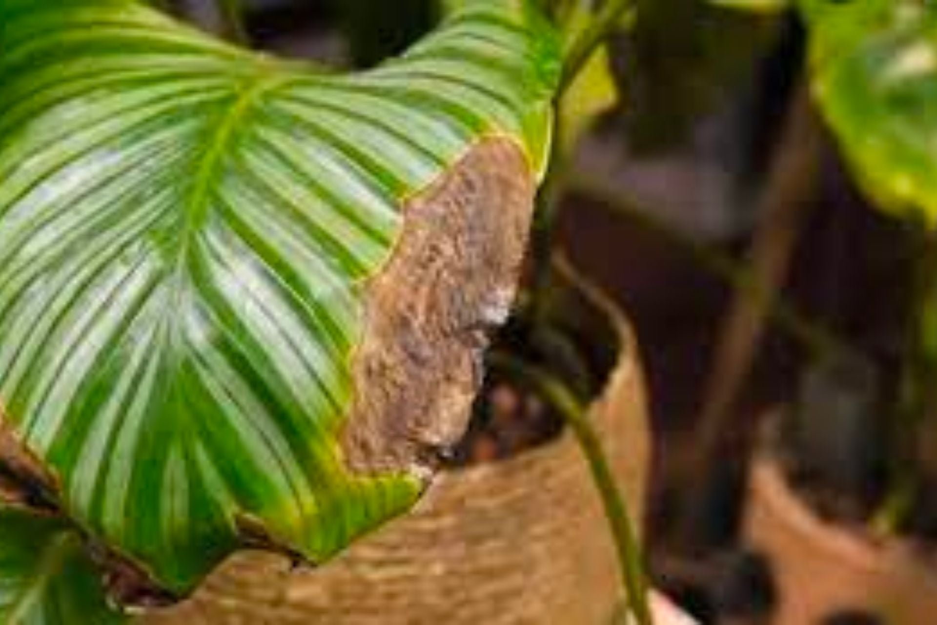 Plant Doctor: Calathea