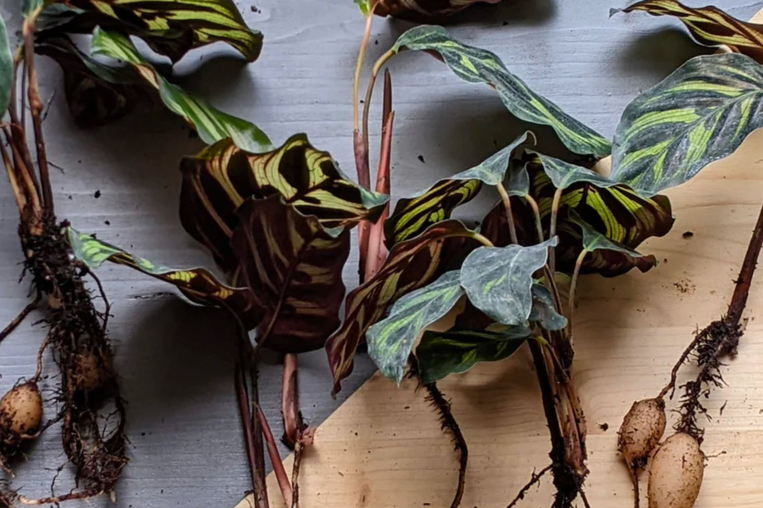 Plant  Propagation: Calathea