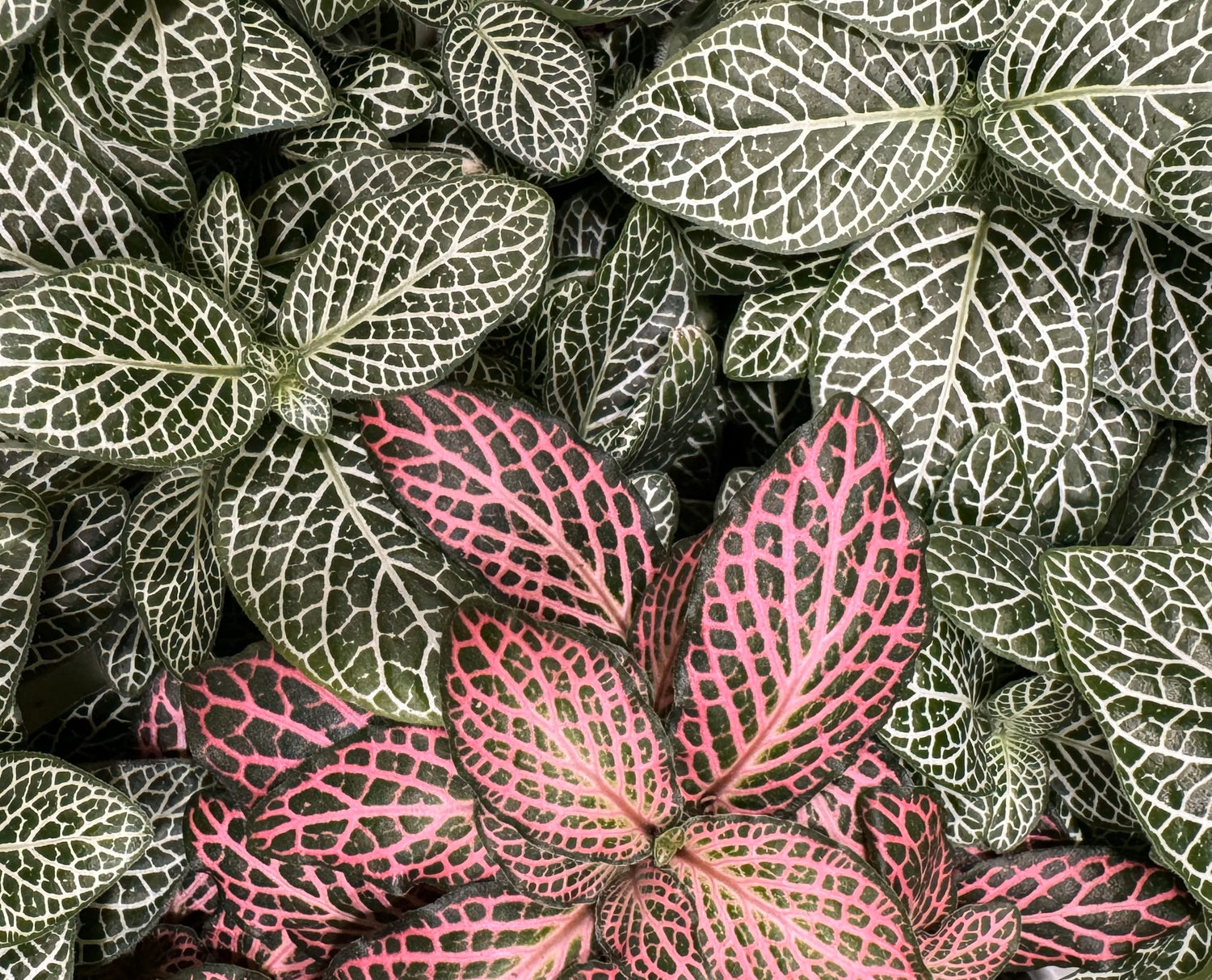 Plant Care: Fittonia