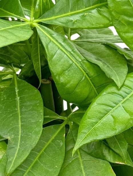 Plant Variety: Pachira