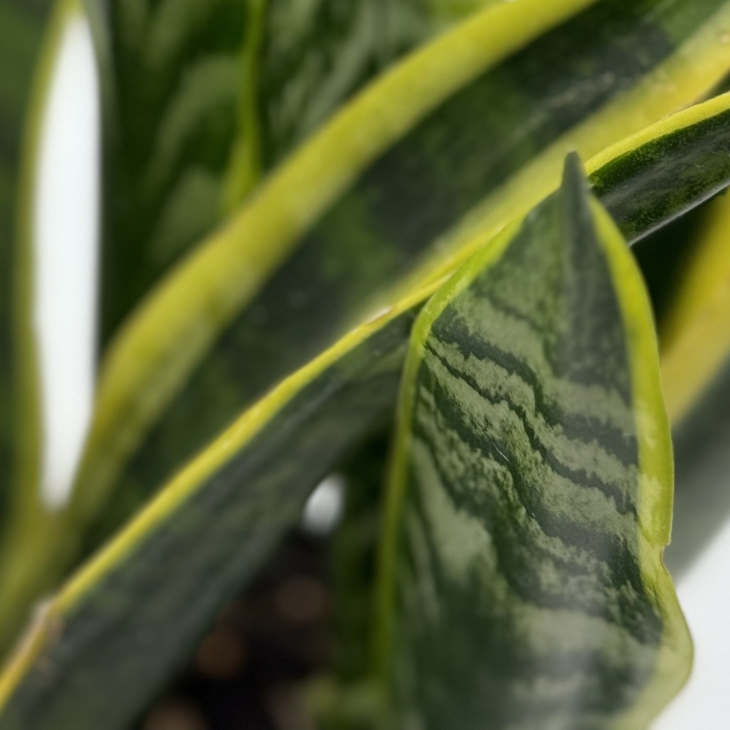 Plant Care: Sansevieria