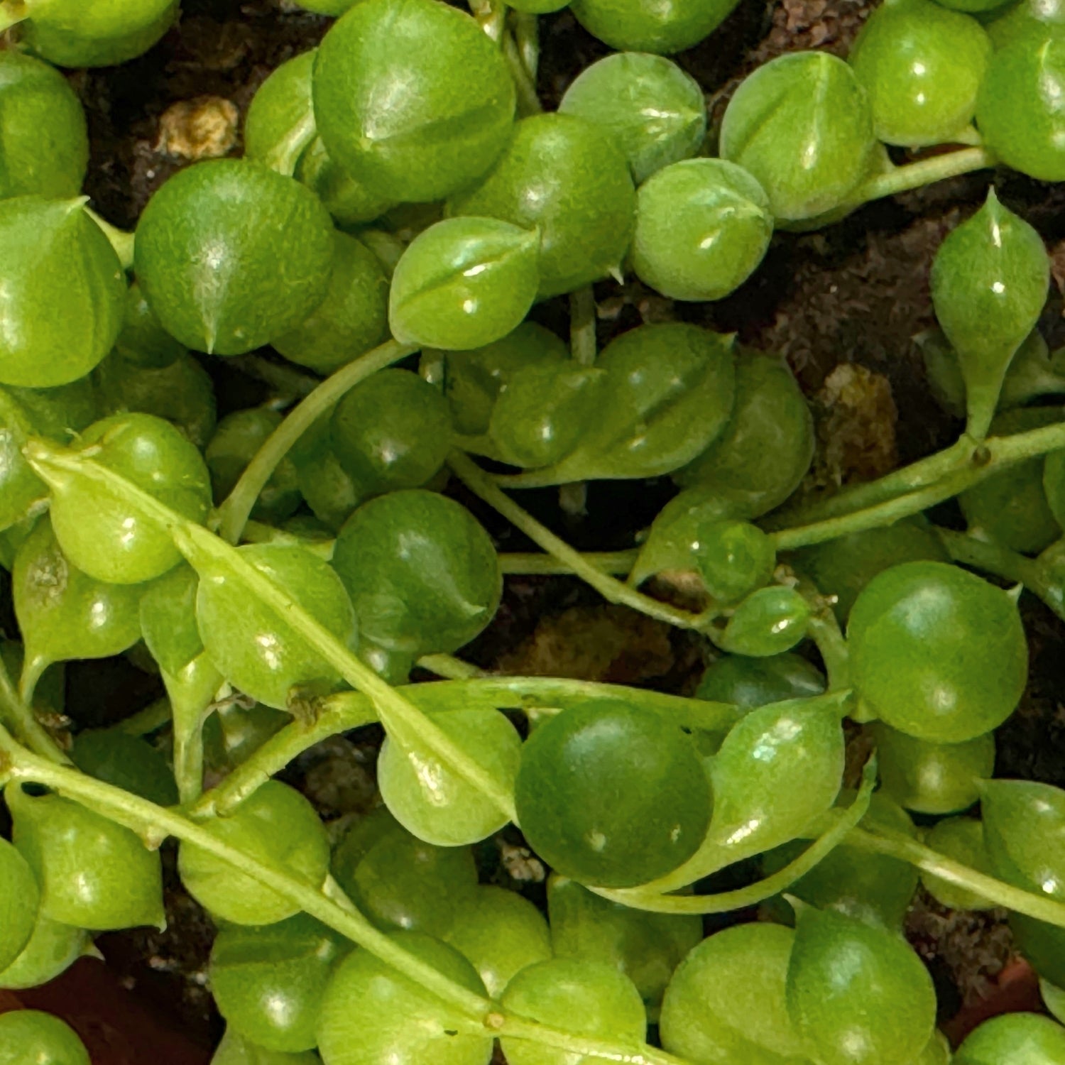 Plant Care: String of Pearls