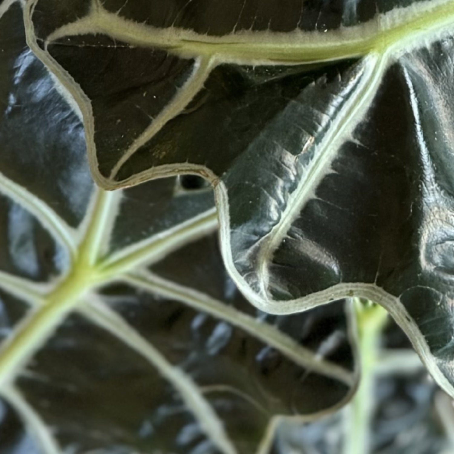 Plant Care: Alocasia