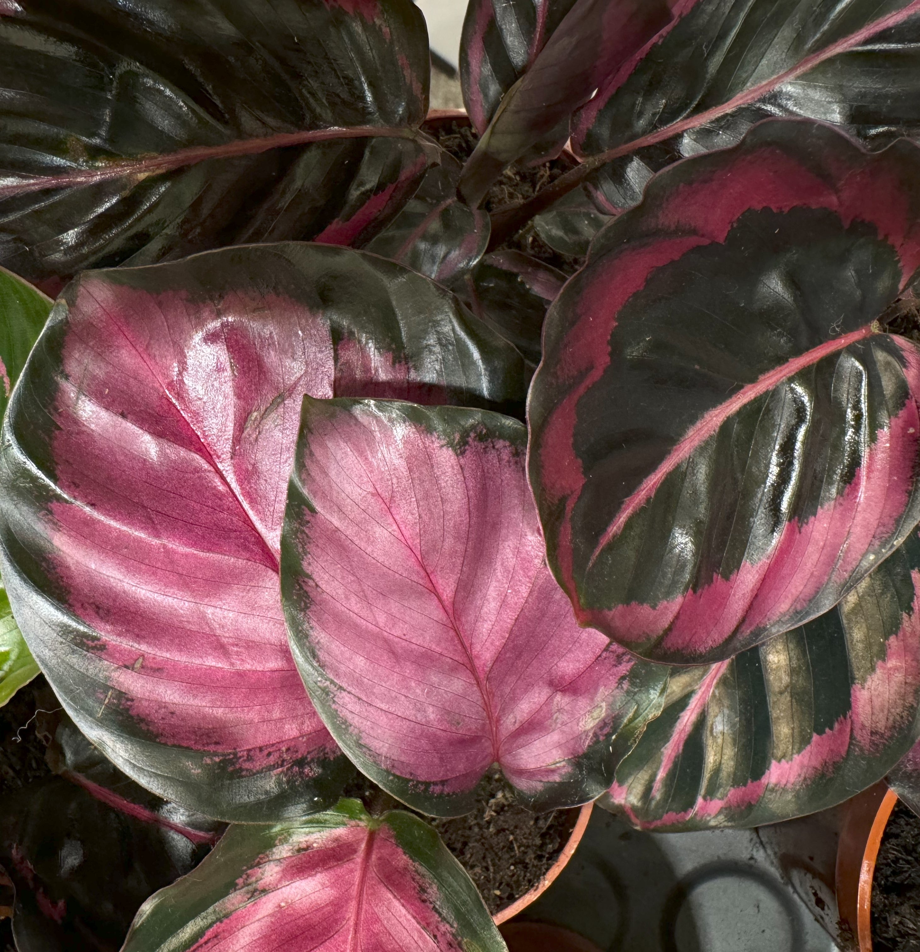 Plant Care: Calathea