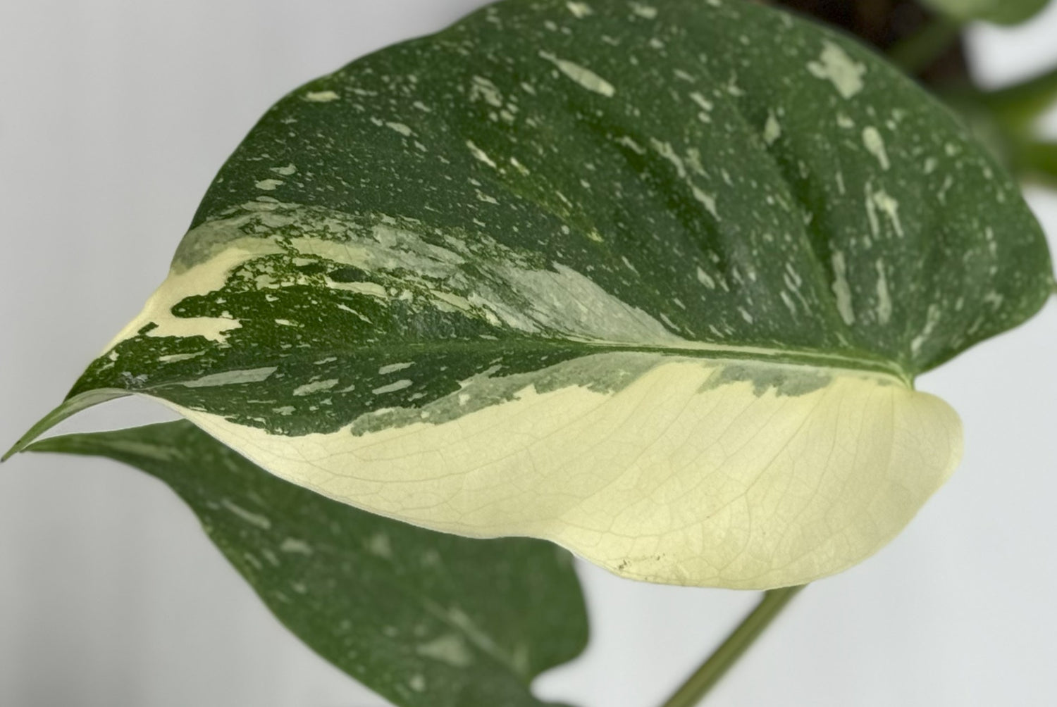 Plant Care: Monstera