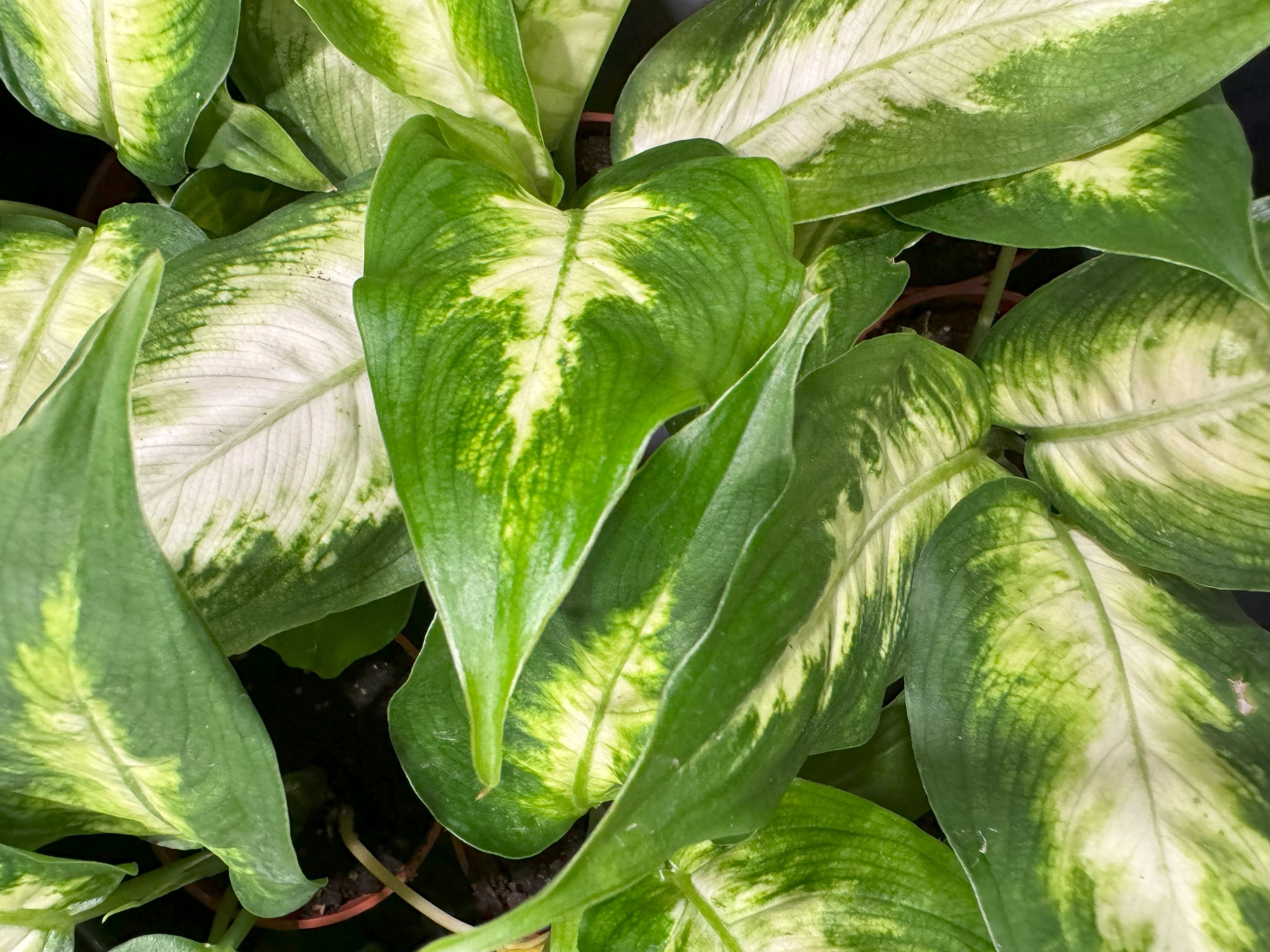 Plant Care: Dieffenbachia