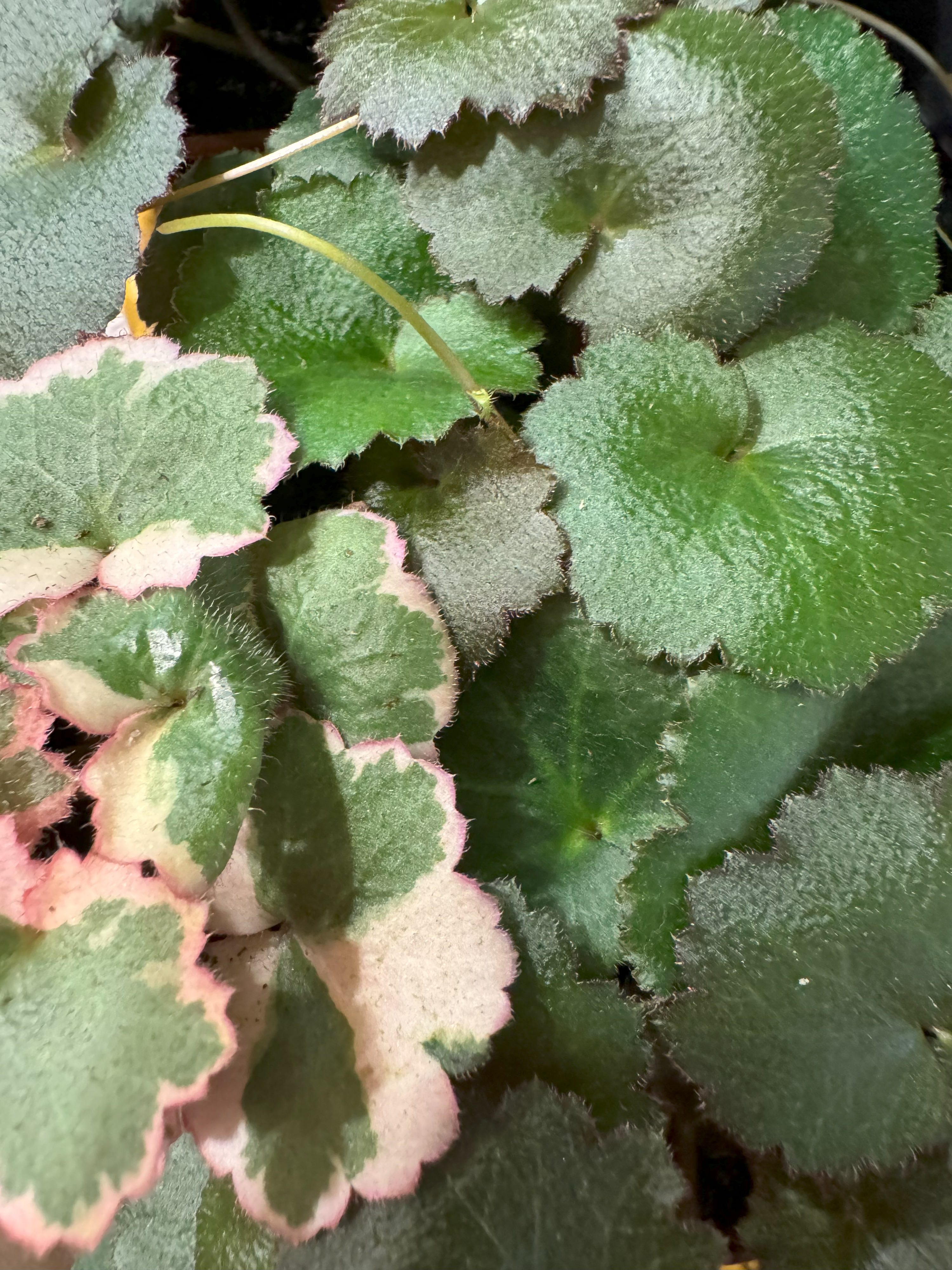 Plant Care: Strawberry Begonia