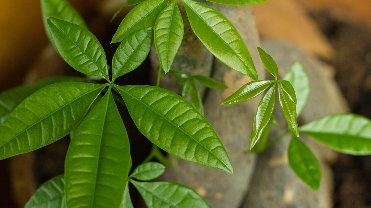 Plant Care: Money Tree