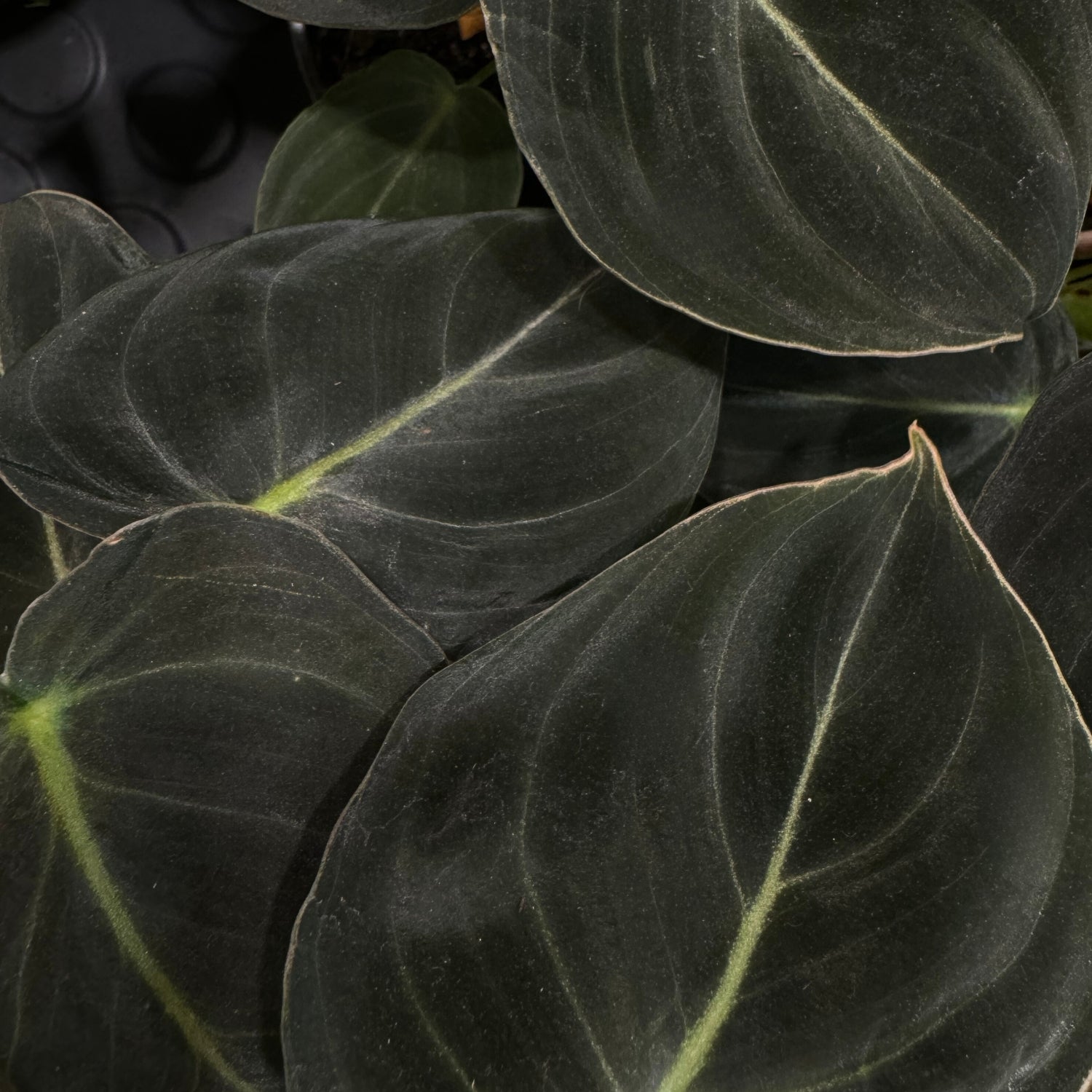 Plant Care: Philodendron