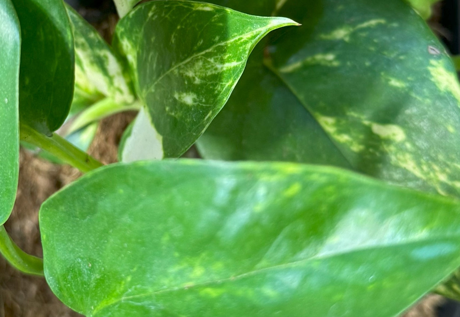 Plant Variety: Pothos