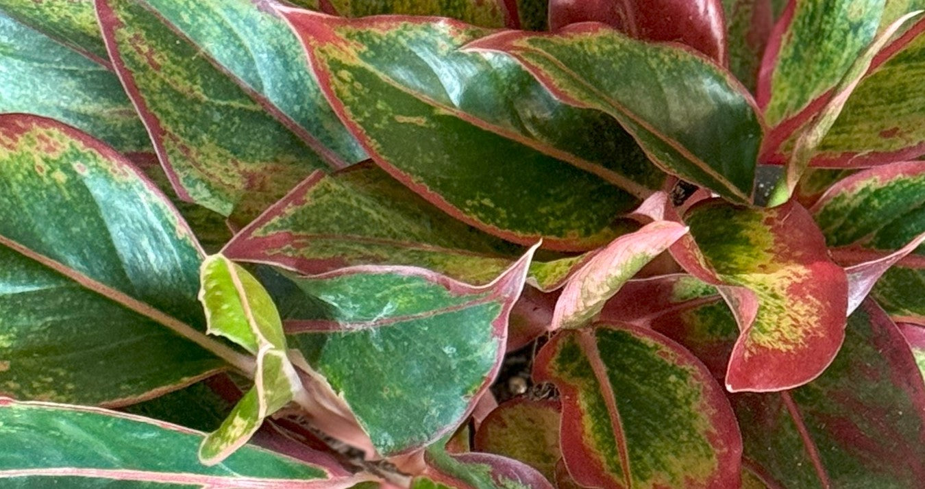 Plant Variety: Aglaonema