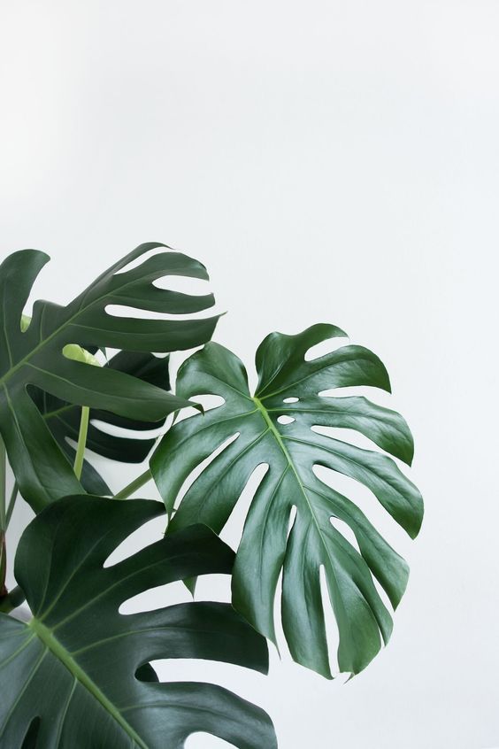 Plant Doctor: Monstera