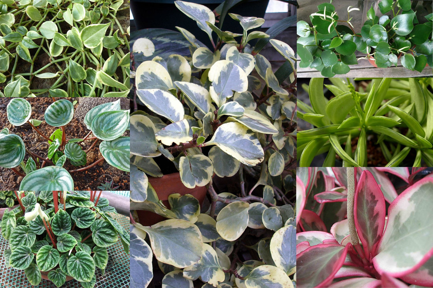 Plant Variety: Peperomia