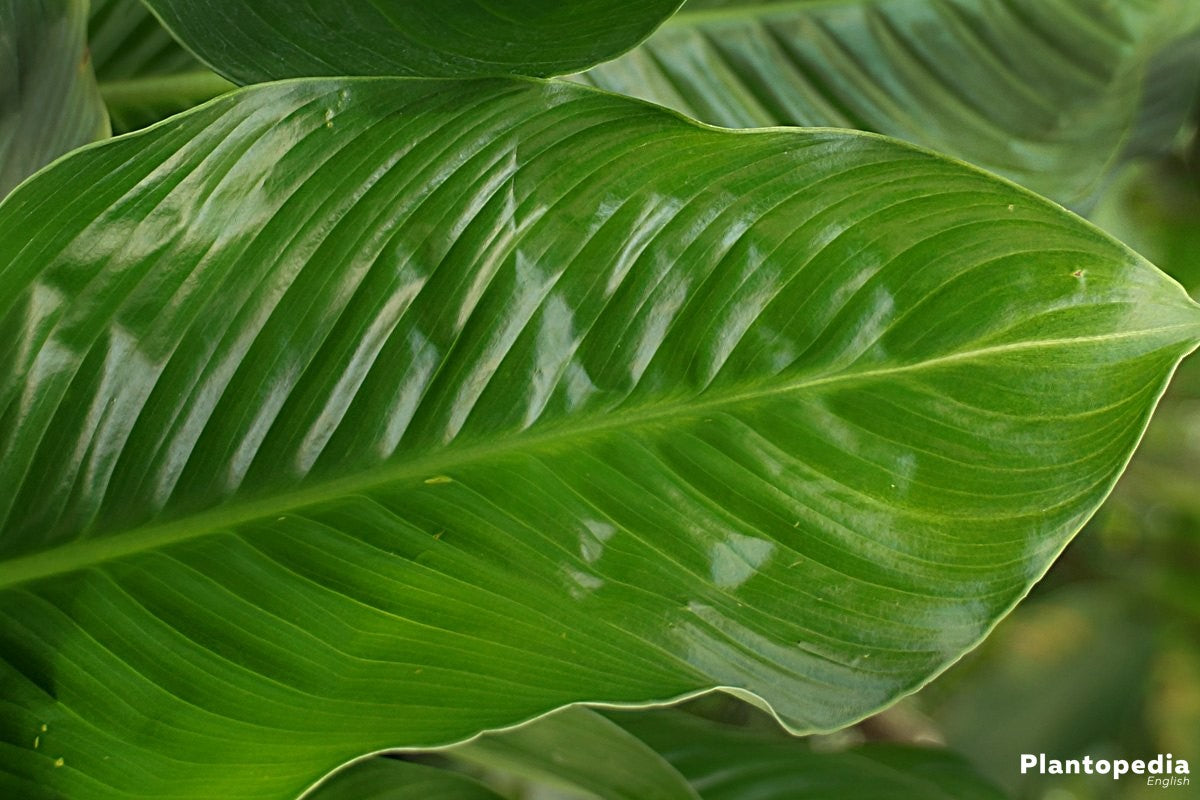 Plant Care: Spathiphyllum