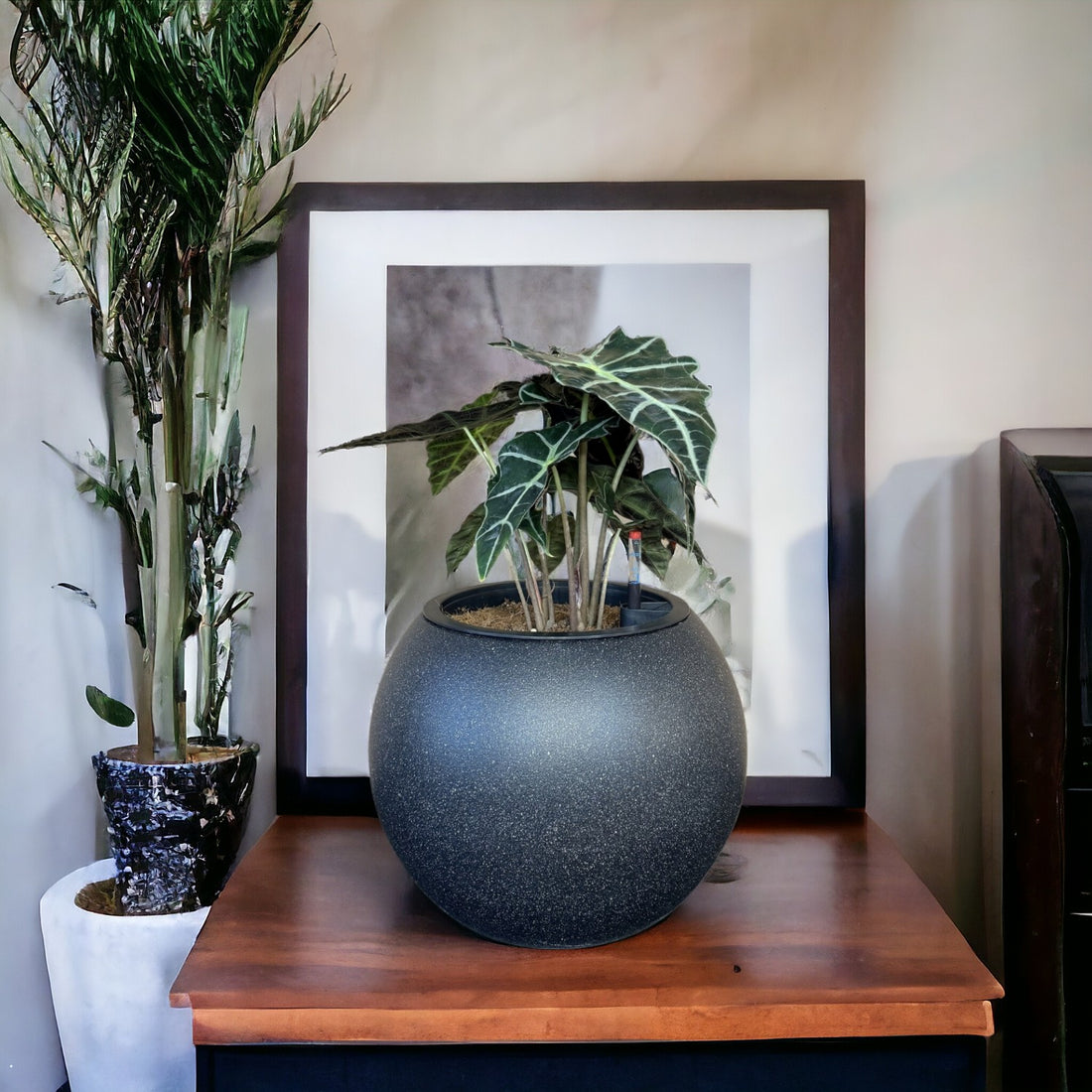 Alocasia-SB 1028L - Segol